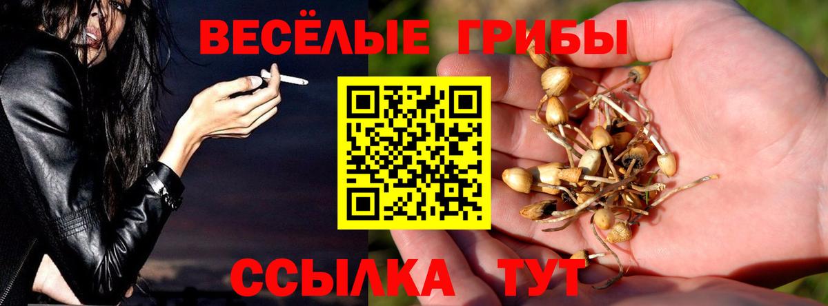 Псилоцибиновые грибы Psilocybe Дербент